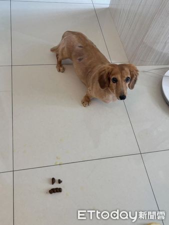 d8242611-1 ▲。(圖/Threads@@niou__________)