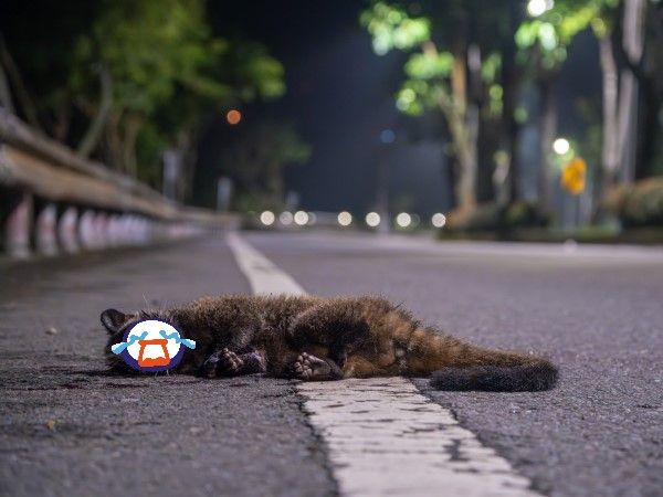 ▲玉管處小編目睹白鼻心路殺瞬間　慟籲：開山路時減速慢行。（圖／翻攝自玉山國家公園臉書）