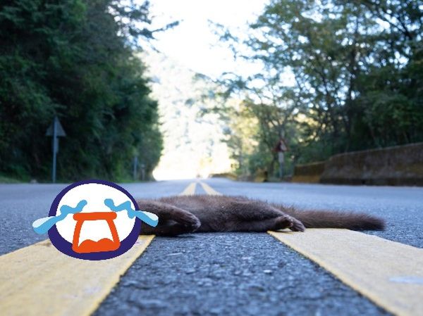 ▲玉管處小編目睹白鼻心路殺瞬間　慟籲：開山路時減速慢行。（圖／翻攝自玉山國家公園臉書）