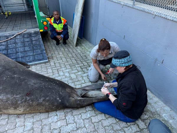 d8242869 ▲。(圖/翻攝自Cape of Good Hope SPCA)