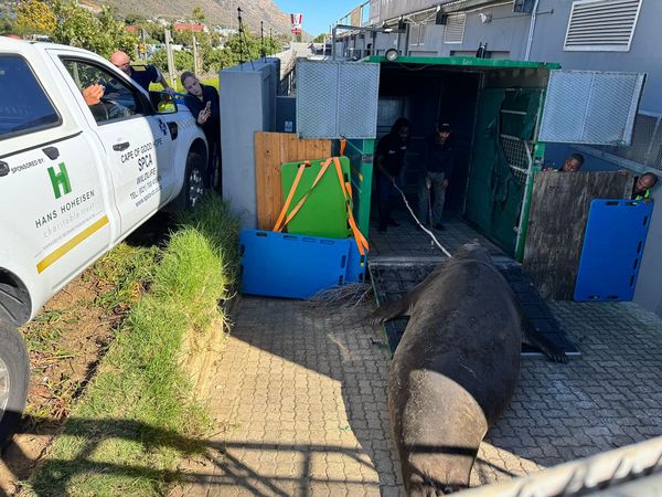 d8242870 ▲。(圖/翻攝自Cape of Good Hope SPCA)