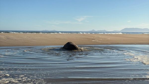 d8242871 ▲。(圖/翻攝自Cape of Good Hope SPCA)