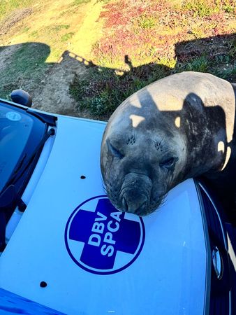 d8242872 ▲。(圖/翻攝自Cape of Good Hope SPCA)