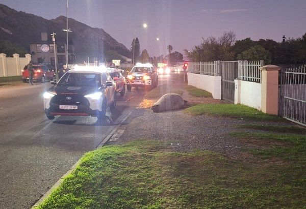 d8242873 ▲。(圖/翻攝自Cape of Good Hope SPCA)