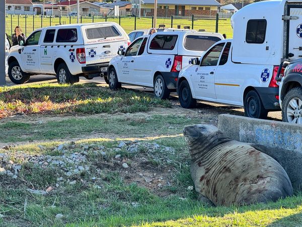 d8242874 ▲。(圖/翻攝自Cape of Good Hope SPCA)