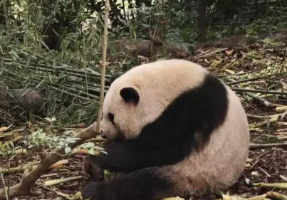 ▲▼大貓熊頂流「花花」端午人氣旺。（圖／翻攝自微博、極目新聞）