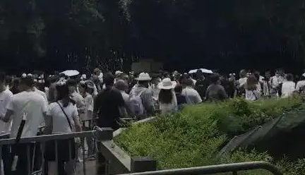 ▲▼大貓熊頂流「花花」端午人氣旺。（圖／翻攝自微博、極目新聞）