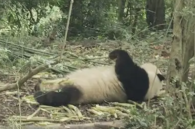 ▲▼大貓熊頂流「花花」端午人氣旺。（圖／翻攝自微博、極目新聞）