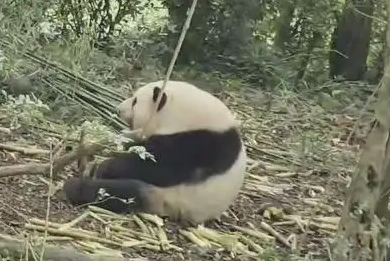 ▲▼大貓熊頂流「花花」端午人氣旺。（圖／翻攝自微博、極目新聞）