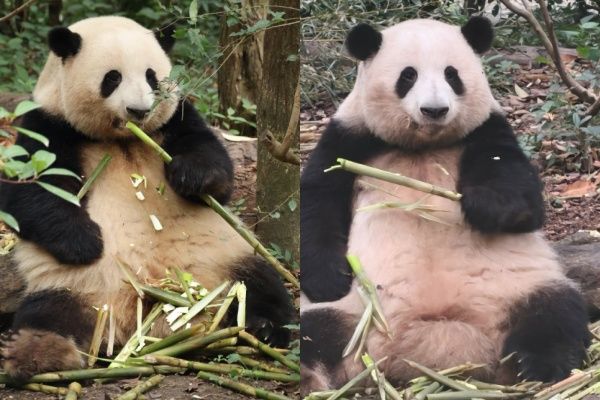 ▲吃竹子的「花花」。（圖／翻攝自微博、極目新聞）