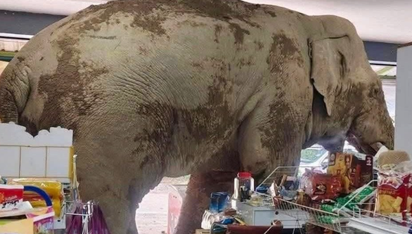 巨型大象深夜闖「便利商店搶劫」　狂嗑零食雞蛋驚人畫面曝。（圖／翻攝自Facebook）