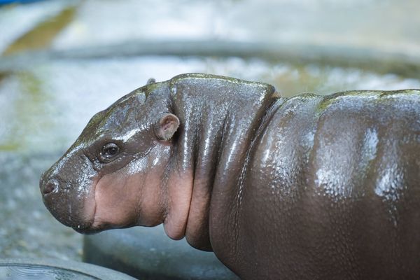 罹患癌症末期的小男孩「小奧拓」在生命最後時光中實現了他的最大心願，親眼見到他最喜愛的動物「彈跳豬」。（翻攝自ขาหมู แอนด์เดอะแก๊ง）