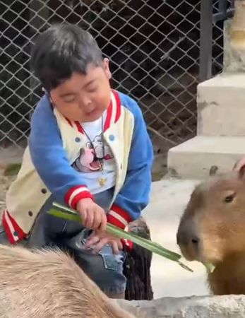參觀結束後，小奧拓竟然背叛「彈跳豬」還開心地挑選了一隻水豚作為紀念品。（翻攝自ขาหมู แอนด์เดอะแก๊ง）