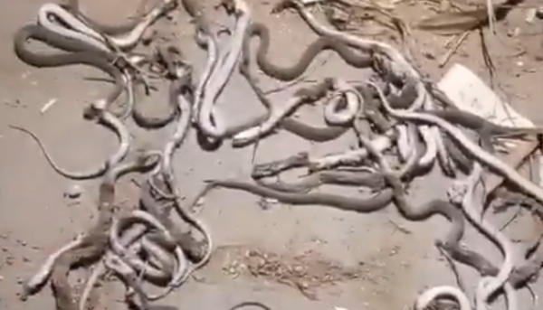 殺死1條又冒出數十條　男住家慘被蛇窩「村民合力擊斃52條蛇」。（圖／翻攝自X）