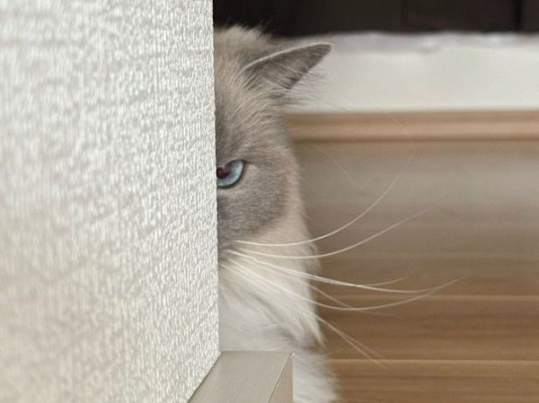 ▲。（圖／翻攝自X／@k_y_k12）