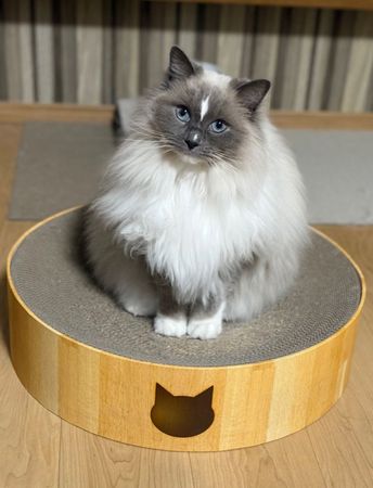 ▲。（圖／翻攝自X／@k_y_k12）