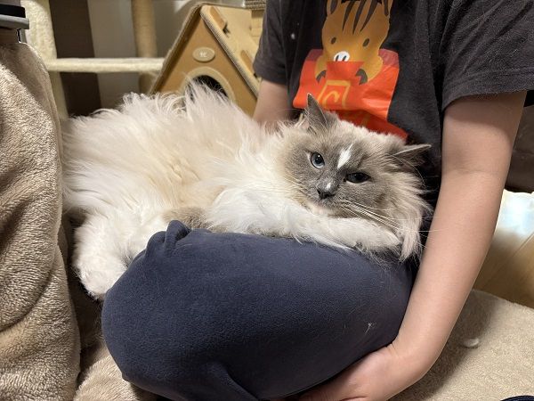 ▲。（圖／翻攝自X／@k_y_k12）